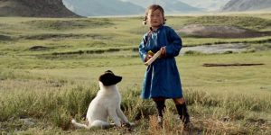 le chien jaune de mongolie